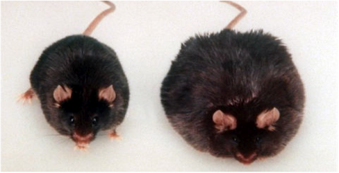 souris.png